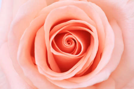 Pink rose flower close up for background and soft focus horizontal shapeの写真素材