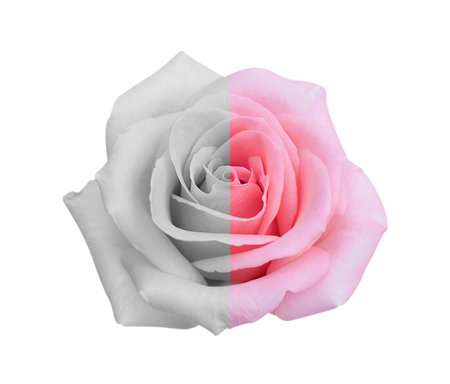 Gray-Pink rose flower isolated on white background, soft focus and clipping path.の写真素材