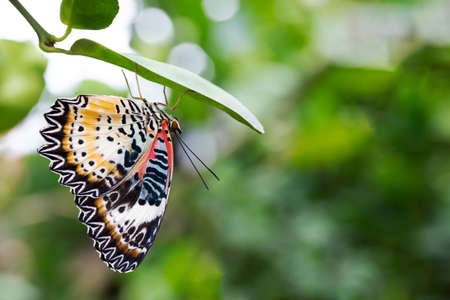 Leopard Lacewing Butterfly female on kaffir lime leaves, Cethosia cyane euanthes.の写真素材