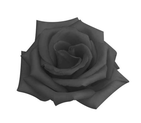 Black rose head flower isolated on white background, soft focus and clipping pathの写真素材