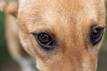 close-up eye brown dog ,1 years old, soft focusの写真素材