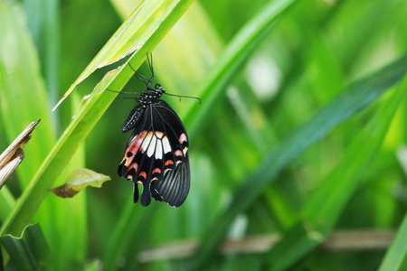 The butterfly had just left the pupa on leaf, The Common Mormon, Papilio polytes romulus,PAPILIONIDAEの写真素材