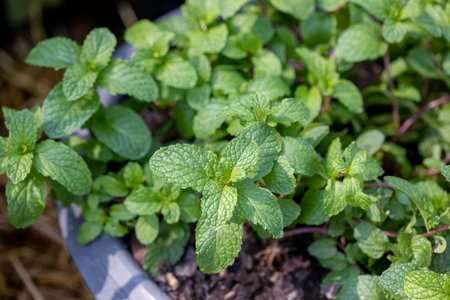 Peppermint in the planting fieldの写真素材