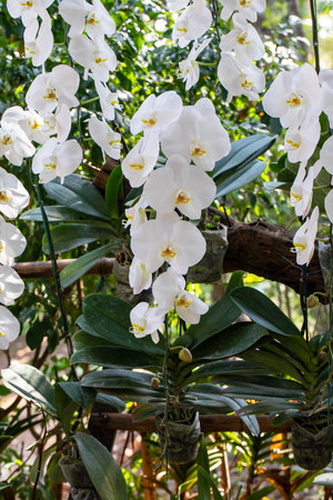 White bouquet orchid in the gaden and copy spaceの写真素材