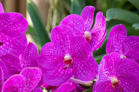 Close-up Pink orchid in the gardenの写真素材