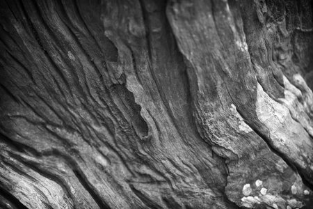 Dark gray wood texture or background and copy space for you designの写真素材