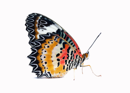 Leopard Lacewing Butterfly female on white background, Cethosia cyane euanthesの写真素材