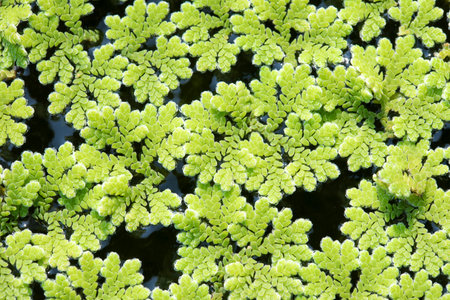Azolla caroliniana or Mosquito fern, Water fern. It is a small aquatic plant in the family of ferns. It grows on water surface, in the tropics and in general.の写真素材