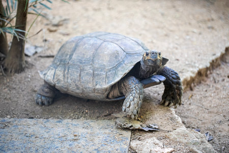 a tortoise on the sand floor