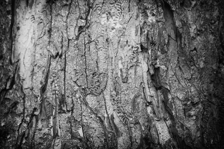 Dark gray wood texture or background and copy space for you designの写真素材