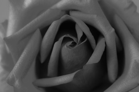 black rose head close up  flower and empty space for you design.の写真素材