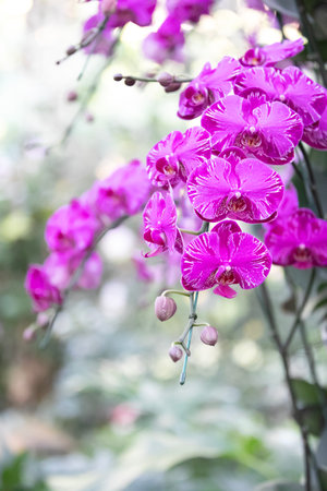 pink orchid bouquet on blur bacground