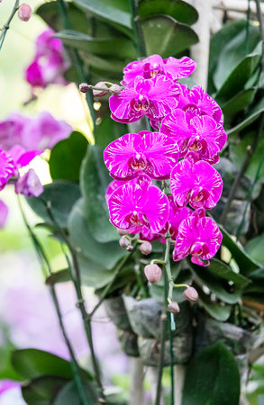 pink orchid bouquet on blur backgroundの写真素材