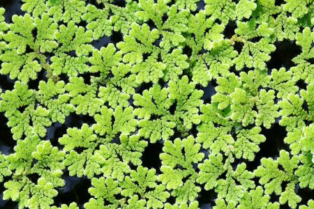 closeup Azolla caroliniana or Mosquito fern, Water fern. It is a small aquatic plant in the family...