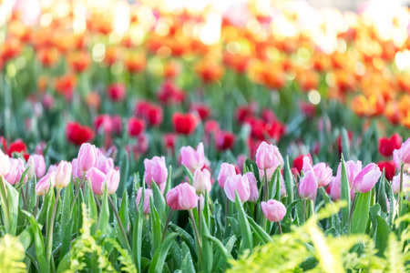 soft pink tulips in the garden. There are water droplets on it, on blur background.の写真素材