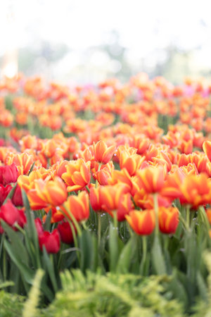 soft orange tulips in the garden and orange tulips blur background.の写真素材
