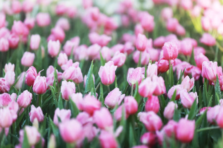soft pink tulips in the garden. There are water droplets on it.の写真素材