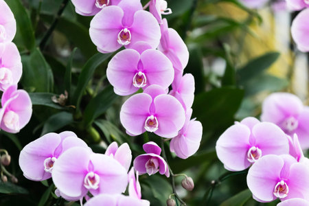 Pink orchid bloom in the garden, on green blur bacgroundの写真素材