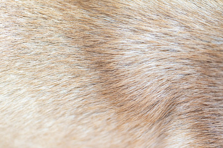 Dog hair brown color for backgroundの写真素材
