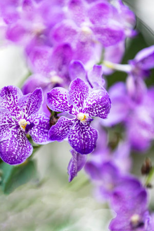 Close-up purple - white orchid on purple blur bacground, Vanda coerulea