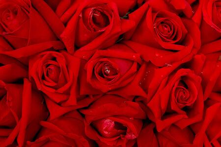red rose backgroundの写真素材
