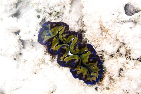 giant clamの写真素材