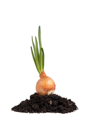 onion growing on soil isolatedの写真素材