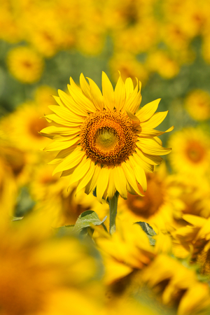 Sunflowers, Flowerの写真素材