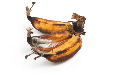 Mouldy Bananaの写真素材