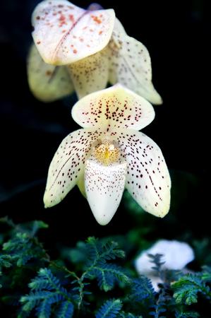 Beautiful Paphiopedilum orchid flower in the forest on black background, Lady slipper orchid flower, White orchid flower in natureの写真素材
