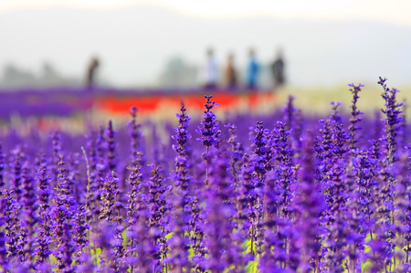beautiful lavender flower close up in a field in Thailandの写真素材