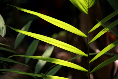 Sun shining through a radiating green leaf in forestの写真素材