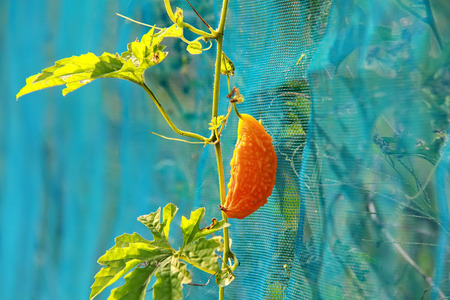 Close up one orange momordica with leaf growing on a branch in field plant agriculture farm