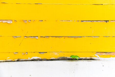 yellow peeling painted on wooden wall with plant, textures background, cracked paintの写真素材