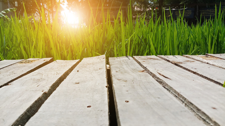 Natural wooden bridge with green rice field and sunrise backgroundの写真素材