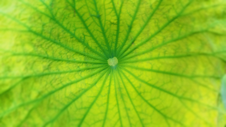top view of lotus green leaf texture backgroundの写真素材