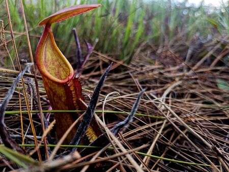 The Nepenthes Smiles at Phu Kradueng National Park, Loei, Thailand.の写真素材
