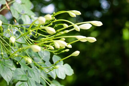 The flower cork tree are growing with blur and bokeh background.の写真素材