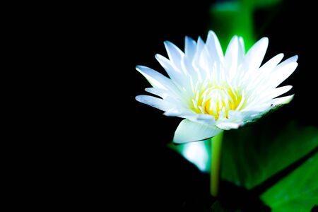 White walter lily in pond with black and leaf backgroud.の写真素材
