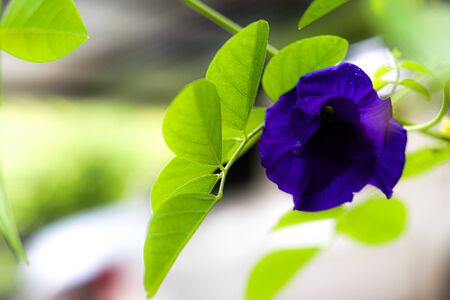 The butterfly pea is improtant herb have "Anthocyanin" and can help slow down aging.の写真素材
