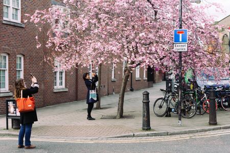 London/UK - March 25 2018: women is taking picture of blossoming cherry on mobile phone on London's...