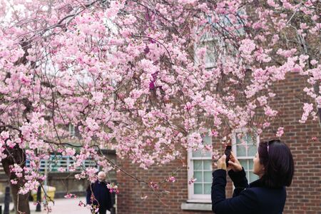 London/UK - March 25 2018: woman is taking picture of blossoming cherry on mobile phone on London's street in springのeditorial素材