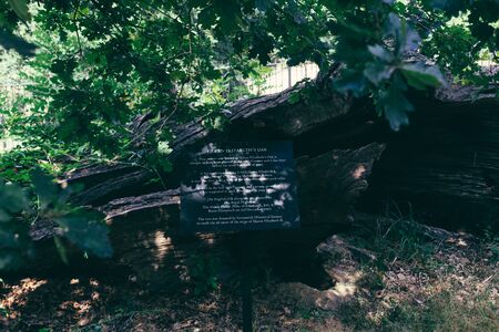 London, UK - July 23, 2018: Queen Elizabeth's Oak that is thought to have been planted in the 12th Century in Greenwich Parkのeditorial素材