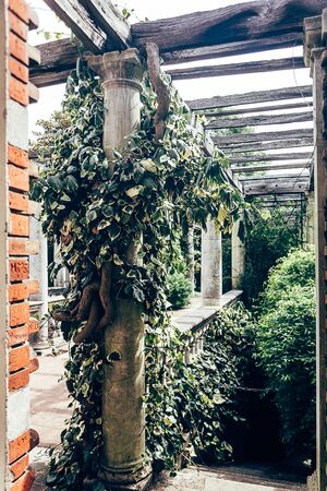 London/UK - 17/07/2019: The impressive 800 ft long pergola created by garden designer Thomas Hayton Mawson in Golders Hill Park which is part of the Hampstead Heath. Selective focusのeditorial素材