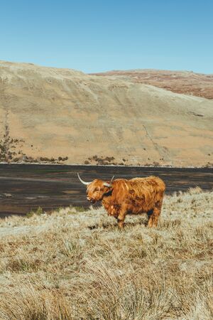 Highland Cattle in a field. A Scottish breed of rustic cattle originated in the Highlands of Scotland, known for longhorns, long shaggy coat and good adaptation to the rough weather conditionsの写真素材
