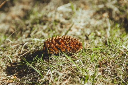 Conifer cone laying on the grass in the forest. A cone is an organ on plants in the division Pinophyta (conifers) that contains the reproductive structures; selective focusの写真素材