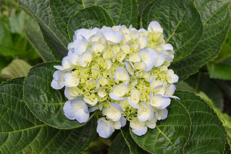 close up hydrangea in the gardenの写真素材