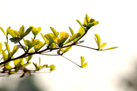 Green leafの写真素材
