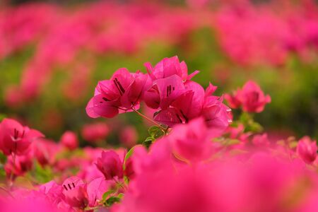 Pink bougainvillea flowersの写真素材