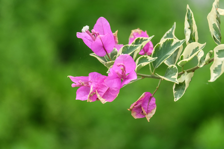 bougainvillea flowers on green backgroundの写真素材